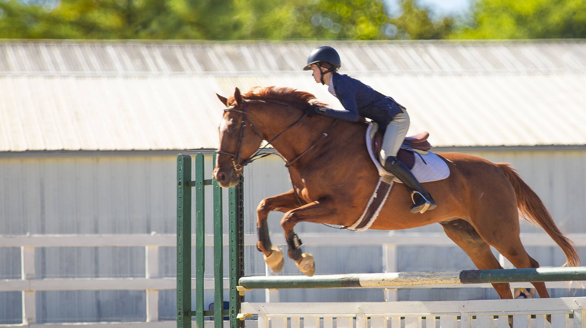 Basketball Europe Cup